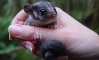Leadbeater’s possum added to critically endangered list