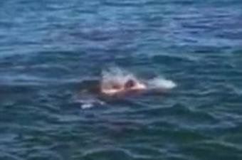Great White Shark Spotted For First Time Attacking, Killing another Creature in 