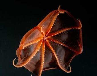Vampire Squids experience Alternating Reproducing and Resting Phases