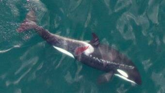 Boat strike blamed for Young Killer Whale injury