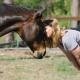 Researchers Reveal Horses’ Ability to Identify Human Expressions