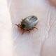 Scientists Claim They Found New Illness Similar to Disease spread by Ticks