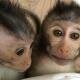 Scientists genetically engineer autistic monkeys in China