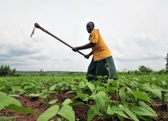 Climate change: Sub-Saharan Africa’s food supply in danger, study seeks agricult