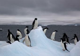 Iceberg restricts Antarctic penguins from returning home