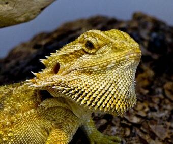 Climate change might alter genders in bearded dragon lizards