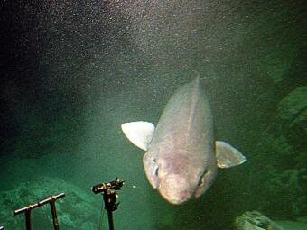 -Scientists surprised by rare Sofa Shark found off Scotland