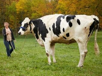 6 feet tall cow recognised as tallest cow by Guinness Records