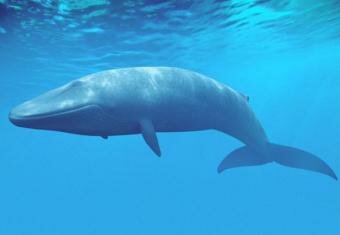 Zoologist Mark Cawardine spots Blue whale