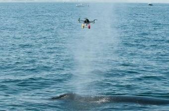 Drone used to collect breath samples of Whales