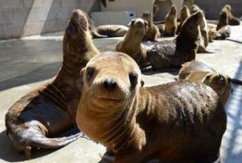 More Than 100 Sick Sea Lion Flooded On California Coastline