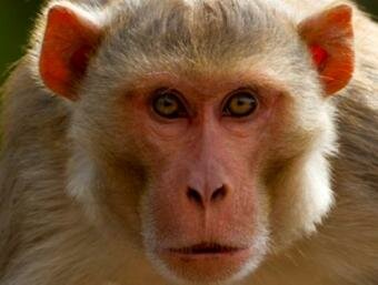Monkeys also experience optical illusions 