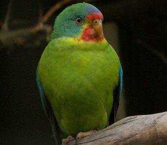 New campaign to save native birds from extinction in Tasmania