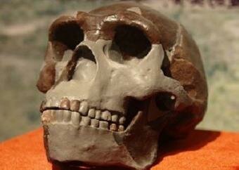 Fossilized Wisdom Teeth May tell Difference between Modern Humans and Hominins