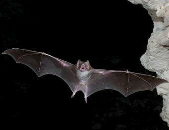Bats facing extinction on Western Ghats, experts