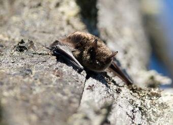 Something Wild discusses What’s Wrong with bats with White Nose Syndrome 