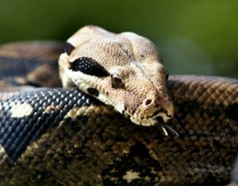 Boa Constrictors Incapacitate their Prey by Cutting off Oxygen & Blood Supply