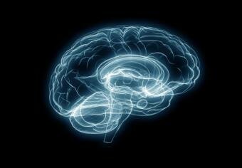 Scientists grow human brain in lab
