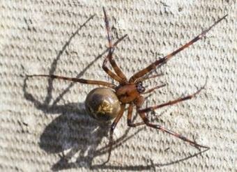An Irish homeowner discovers Huge Arachnid in His Home in Cork