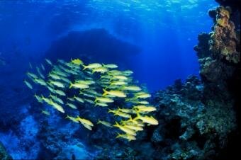 Indo-EU joint workshop propose more research into marine ecology
