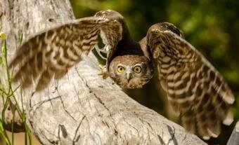 Scientists using owl as inspiration for new aircraft engines 