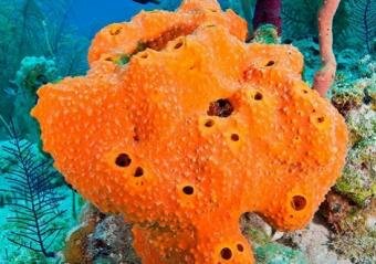 MIT Analysis confirms Belief That Earth's First Critter was Sea Sponge 