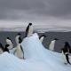 Iceberg restricts Antarctic penguins from returning home