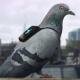 Pigeons come up as the most unexpected agents in fight against air pollution in 